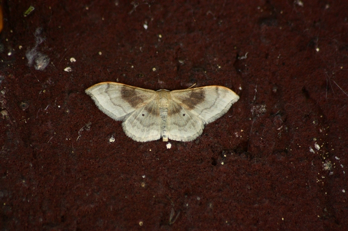 Geometridae da determinare